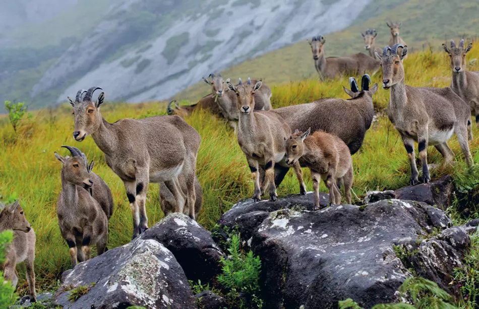 Eravikulam National Park