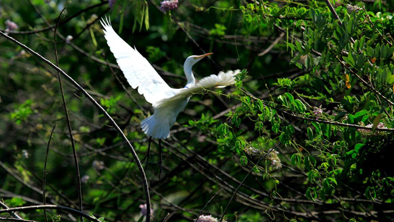 Kumarakom Bird Sanctuary