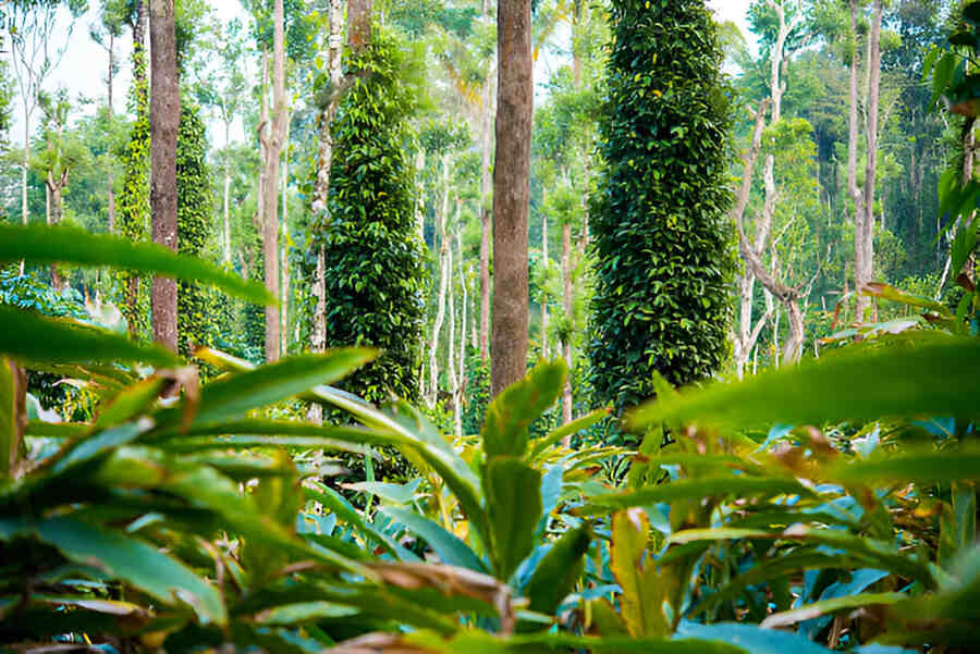 Spice Plantation Tour